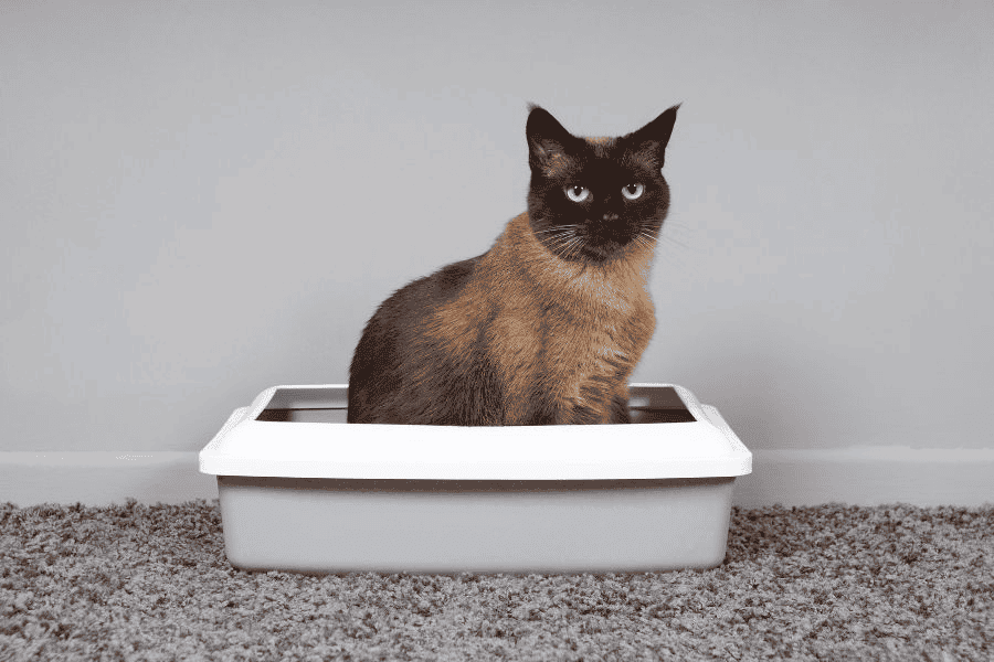 Cat in a Litter 