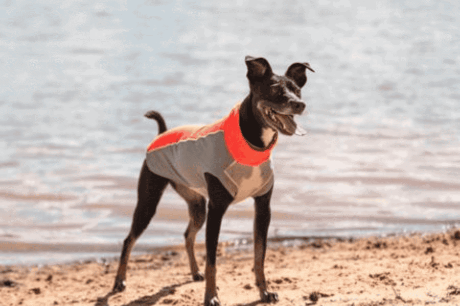 Did You Know Your Canine's Coat Can Hit 145°F on an 80°F Day