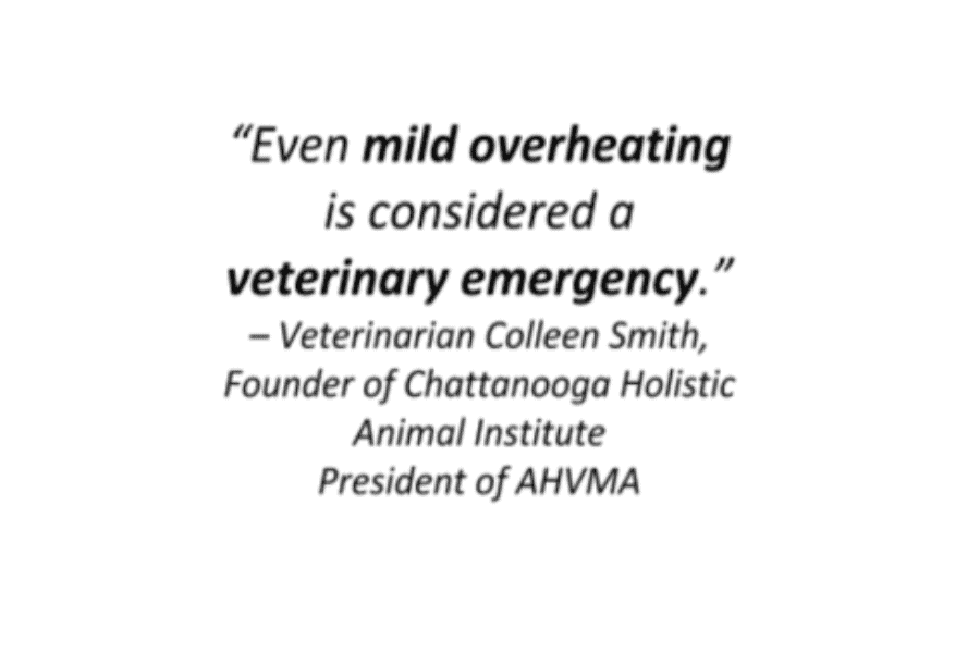 Even mild overheating is considered a veterinary emergency
