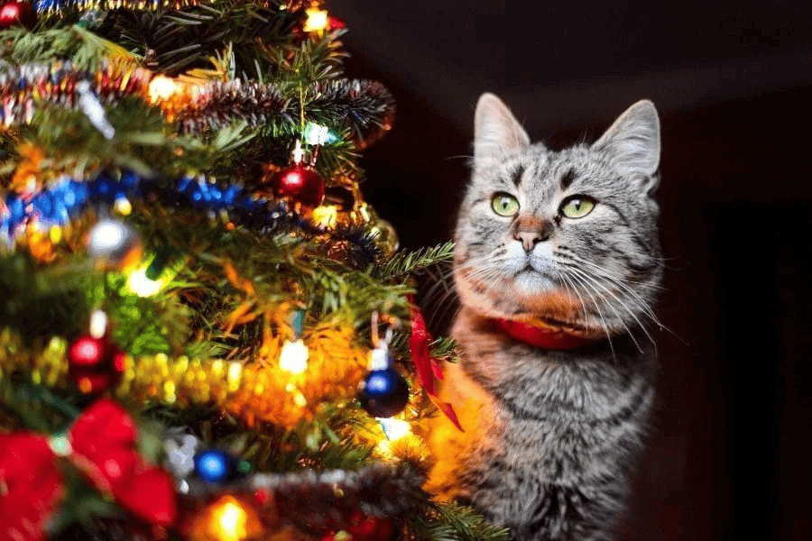 Foster a Furry Friend 