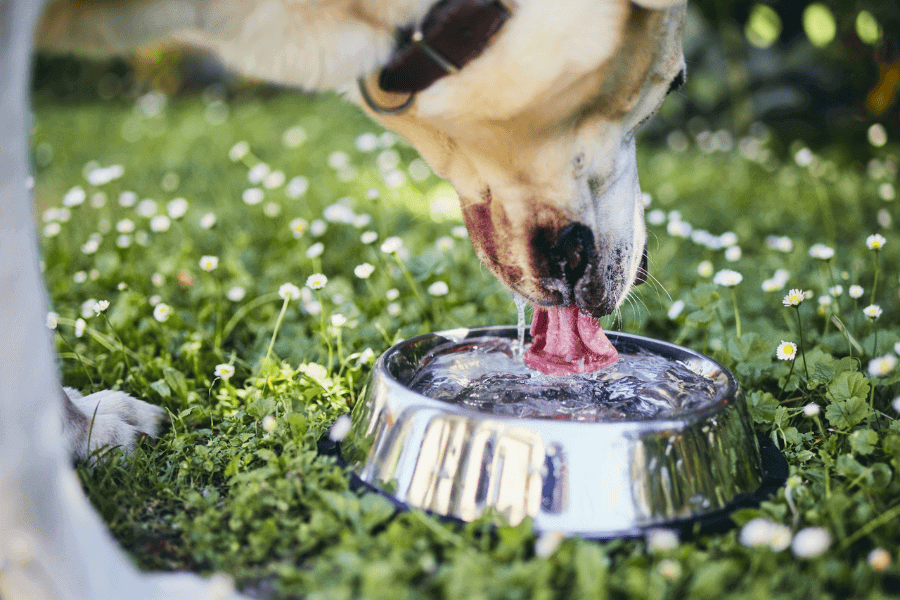 Is Biofilm Harmful 