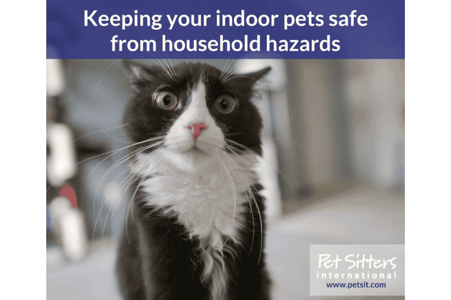 Keeping your Indoor Pets safe from Household Hazards