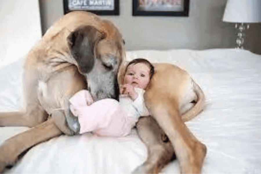 Preparing Your Pets for the Arrival of a Baby
