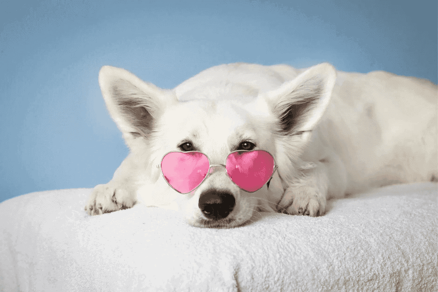 Seeking a Furry Friend for a Playdate