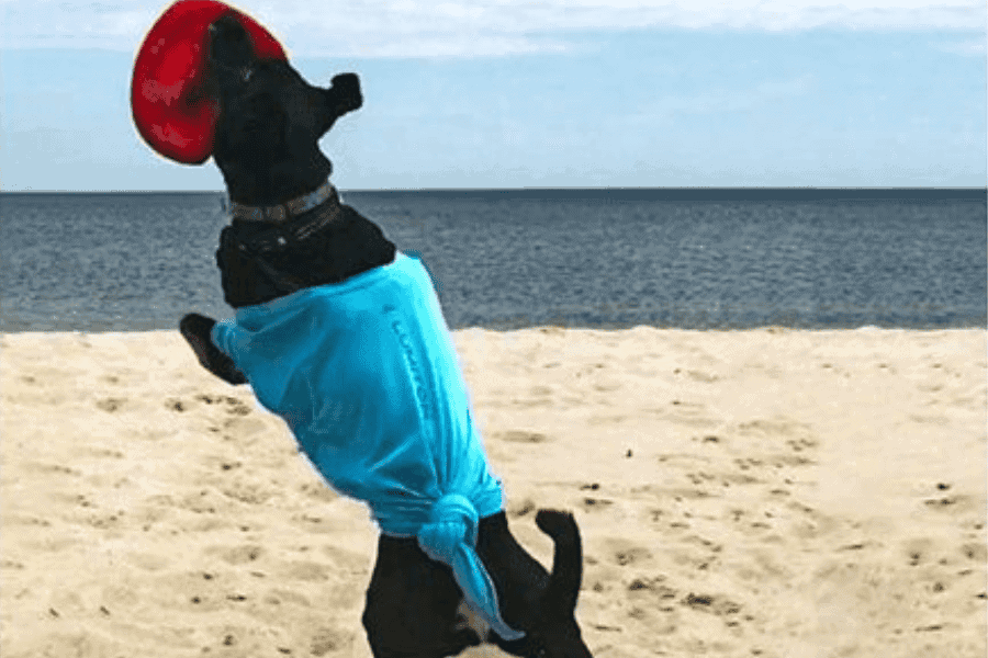 Surprising Fact Your Dog's Fur Can Reach 145°F in 80°F Weather!