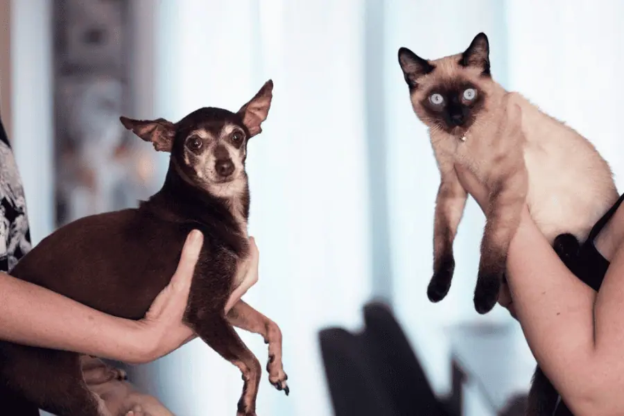 Cats vs. Dogs Choosing the Right Pet for You