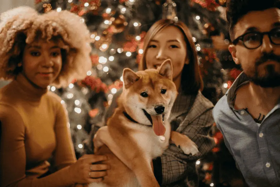 Christmas Organization Tips for Pet Owners