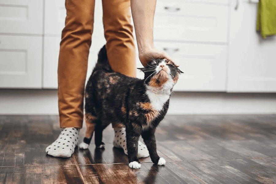 Understanding Your Cat’s Behavior Little Friends Pet Sitting