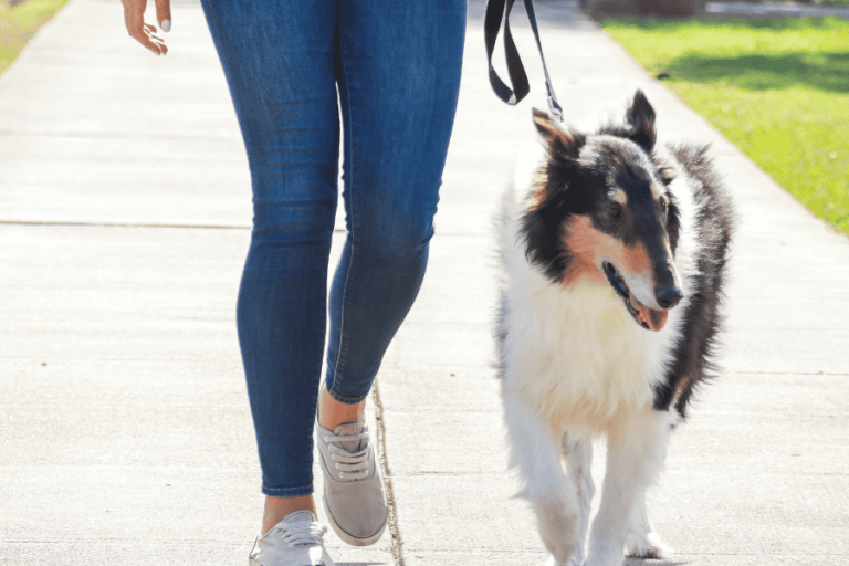 Services Little Friends Pet Sitting Charlotte, NC