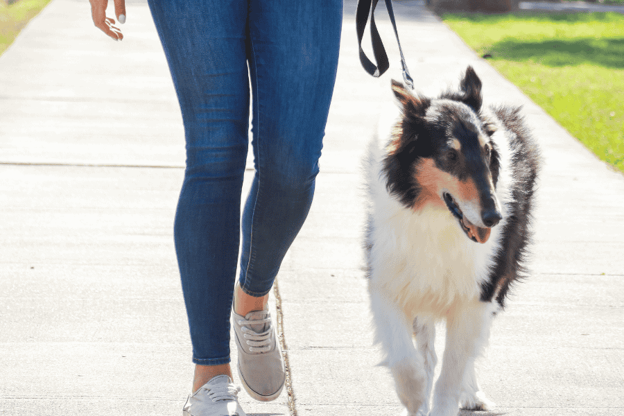 Dog Walking Service Little Friends Pet Sitting