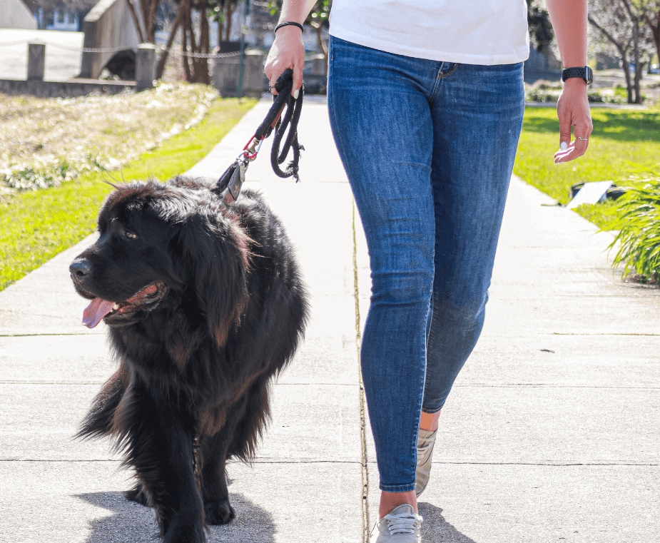Dog Walking in Charlotte - Little Friends Pet Sitting & Dog Walking in Charlotte, NC