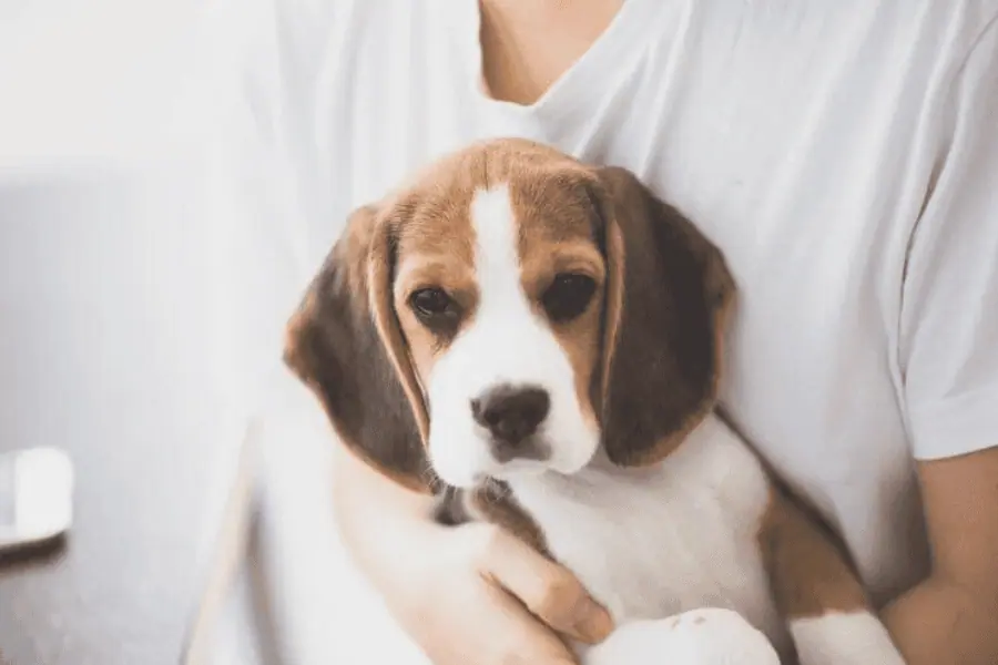 Ensuring Your Pets are Cared for This Summer