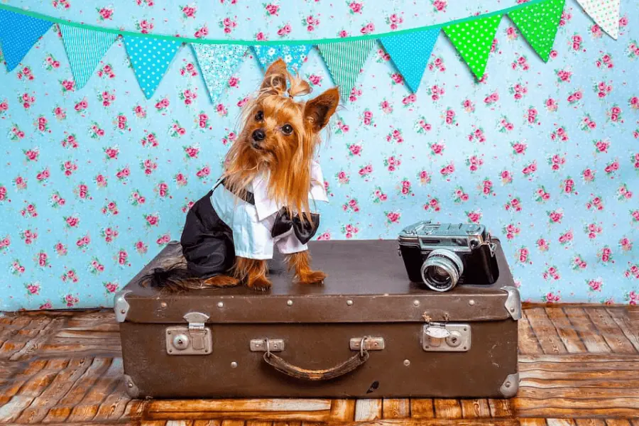 Essential Safety Tips for Traveling with Your Pet