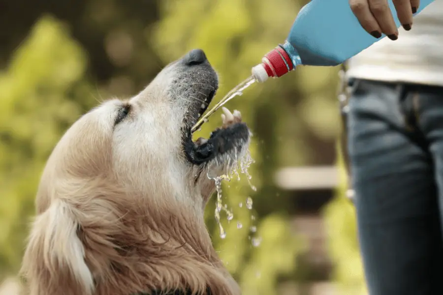 July: Pet Hydration Awareness