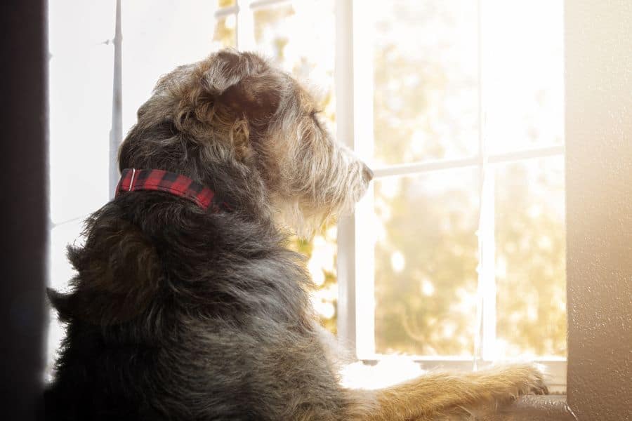 Need to Know About Pet Separation Anxiety
